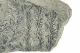 Pennsylvanian Fossil Scale Tree (Lepidodendron) Plate - Kentucky #248192-1